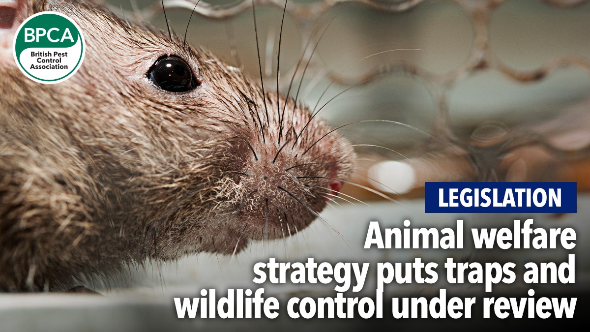 animal-welfare-strategy-puts-traps-under-review-hero animal-welfare-strategy-puts-traps-under-review-hero